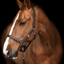 Equilibrium Stellar™ Head Collar - Brown Contrast additional 2