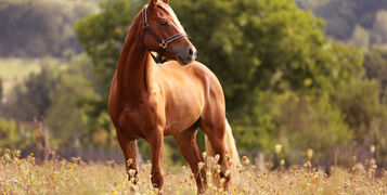 Welsh,Pony,Running,And,Standing,In,High,Grass,,Long,Mane,