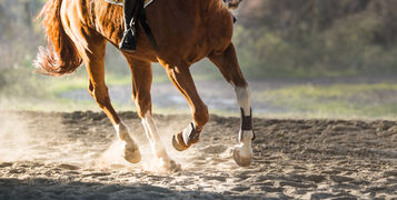 A,Horse,Riding,In,The,Autumn