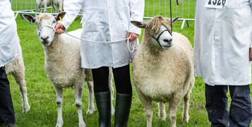 shutterstock_1434370757