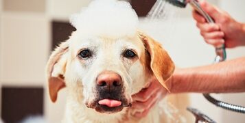 Bathing,Of,The,Yellow,Labrador,Retriever.,Happiness,Dog,Taking,A