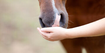 Girls,Hand,Feed,And,Pet,Horses,Nose