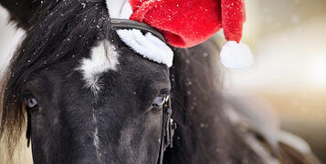 Portrait,Of,A,Black,Horse,In,A,A,Red,Santa