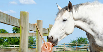 shutterstock_2096595847