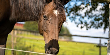 shutterstock_2132506039