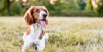 shutterstock_1823409425