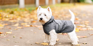 shutterstock_730218355