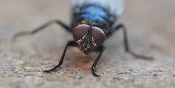 Blue,Green,Bottle,Blowfly,In,The,Garden.,Photo,Taken,In
