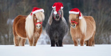 shutterstock_1866824563-1