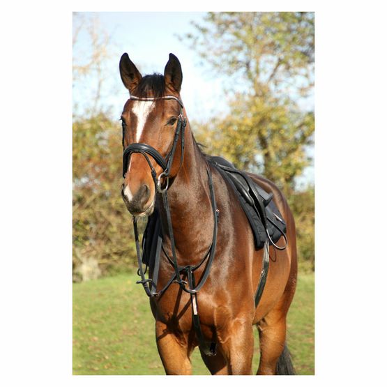 Hy Equestrian Rosciano Rose Gold Martingale