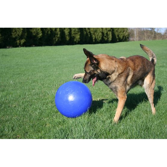Jolly Pets Push-n-Play Virtually Indestructible Blue Dog Ball