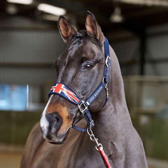 Whitaker Ujhcp Padded Headcollar Head Collar Union Jack