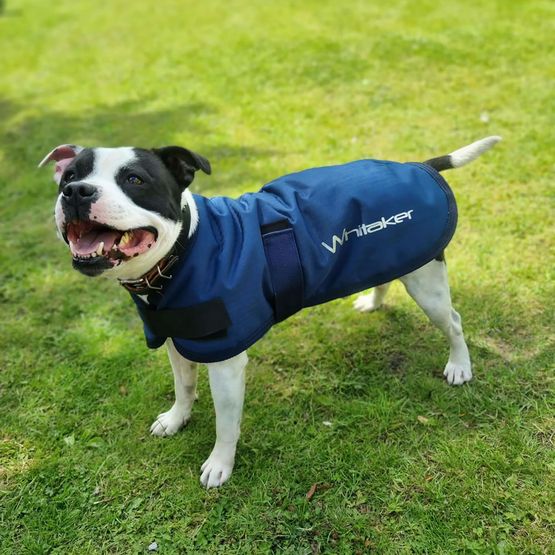 Whitaker D043 Weir Dog Coat Navy