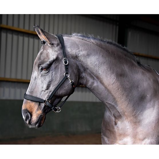 Whitaker Hc054 Ready To Ride Headcollar Black