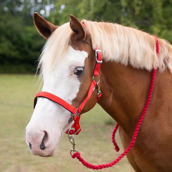 Gallop Premium Padded Headcollar With Lead Rope Burgundy