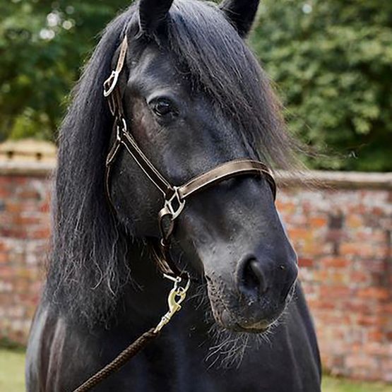 Firefoot Padded Leather Headcollar Brown