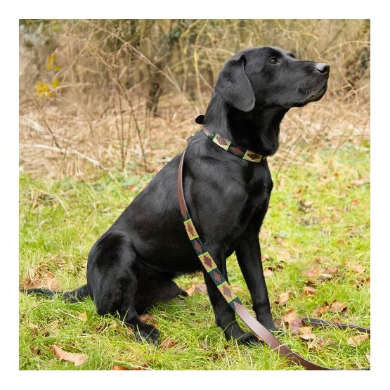 Benji &amp; Flo Sublime Polo Leather Dog Lead