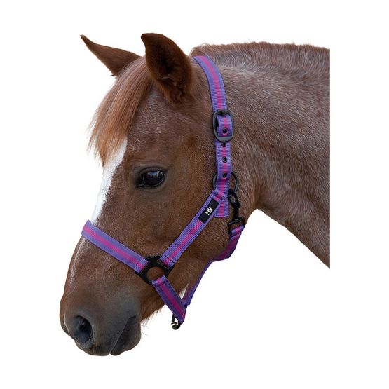Hy Duo Head Collar - Purple/Black