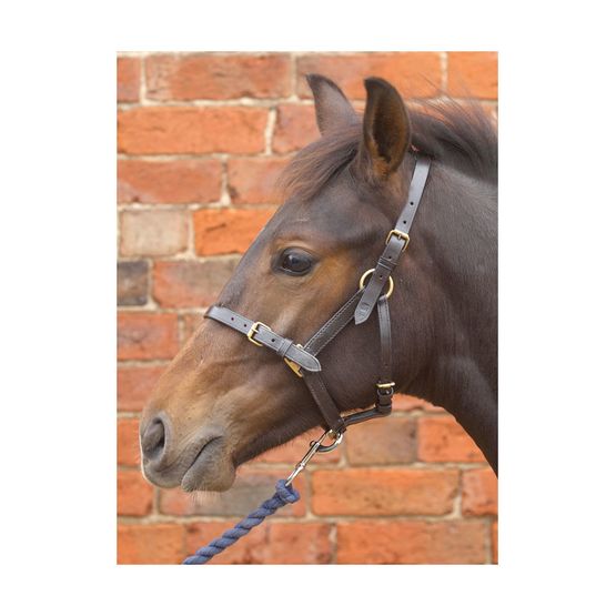 Hy Leather Foal Head Collar - Black