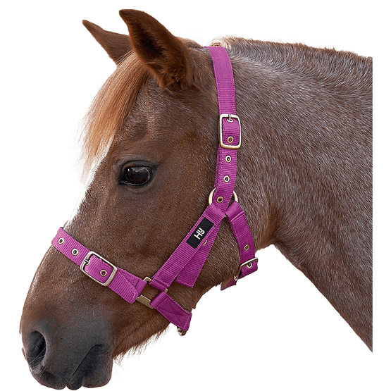 Hy Holly Fully Adjustable Head Collar - Purple