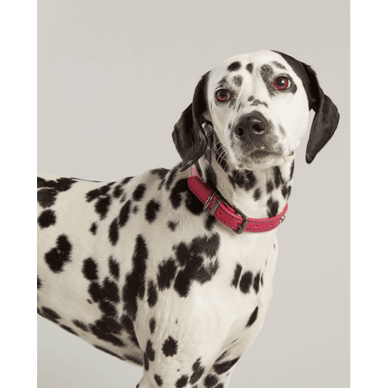 Joules Leather Dog Collar - Pink - Small